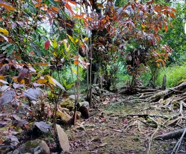 Desa Plakaran Kecamatan Moga Ada Petilasan Sunan Gunung Jati