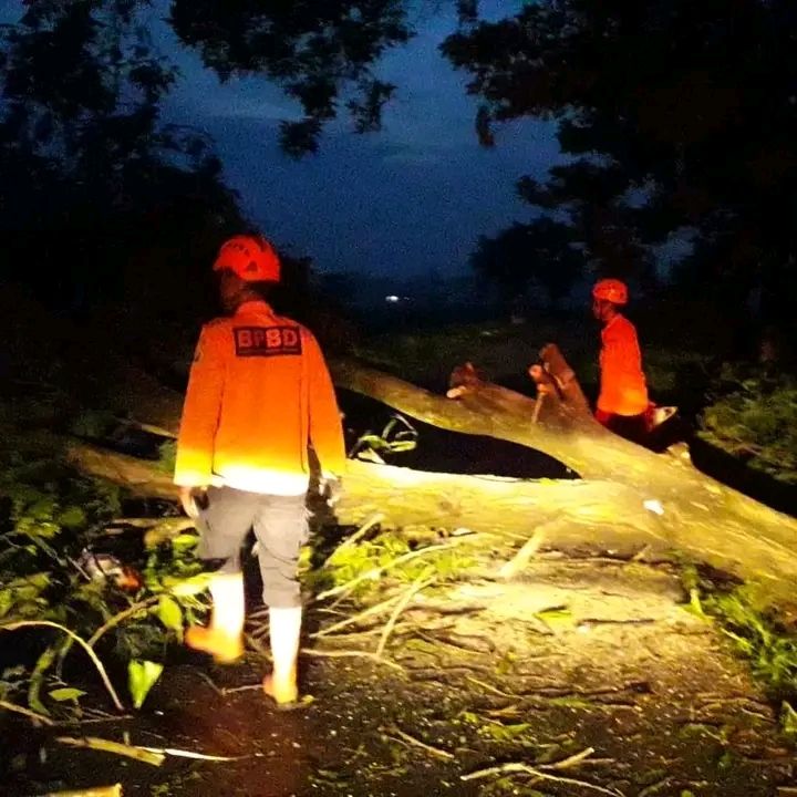 Pohon Tumbang di Pekalongan Berhasil Ditangani