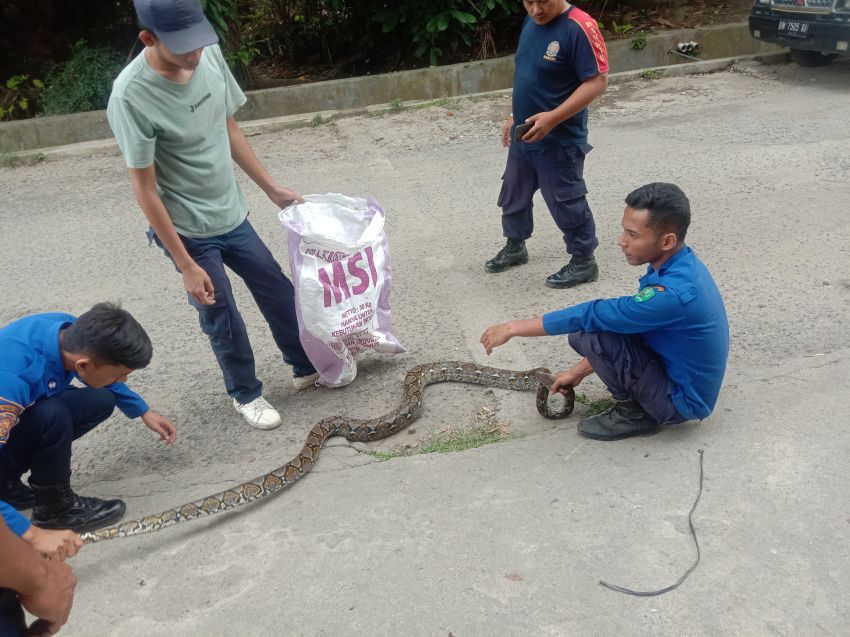 Tim Damkar Padang Sidempuan Evakuasi Ular Dari Rumah Warga