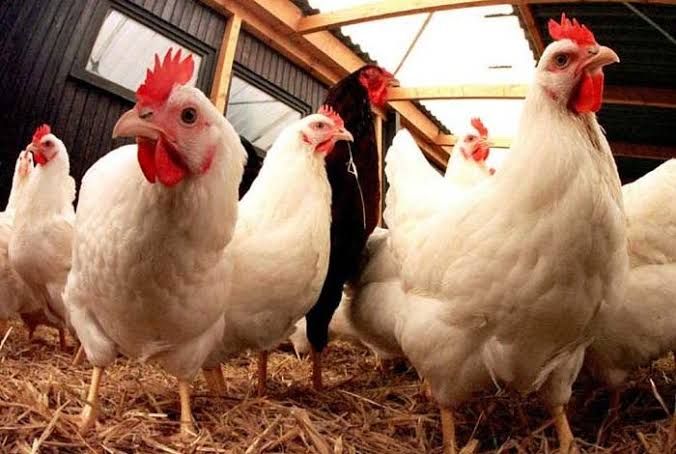 China Catat Kematian Pertama Pada Manusia Akibat Flu Burung