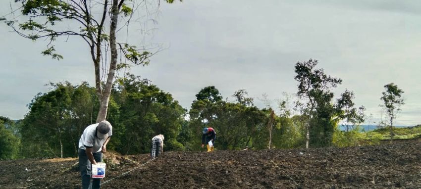 Lahan Food Estate di Pakpak Bharat Mulai Ditanami Jagung