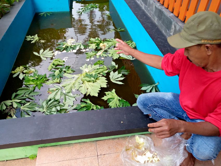 Manfaatkan Teras Rumah, Seorang Warga di Pemalang Panen Ikan Setiap Tiga Bulan