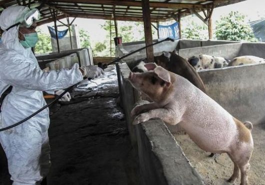 Flu Babi Mewabah, Singapura Stop Impor Babi dari Batam