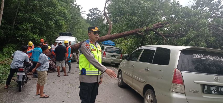 Evakuasi Pohon Tumbang di Jalinsum, Kapolres Madina Imbau ke Pemudik Tingkatkan Kewaspadaan