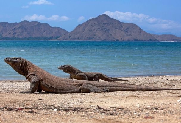 PT. Flobamor Tetapkan Tarif Baru Masuk Taman Nasional Komodo, Berikut Besaran dan Kriterianya