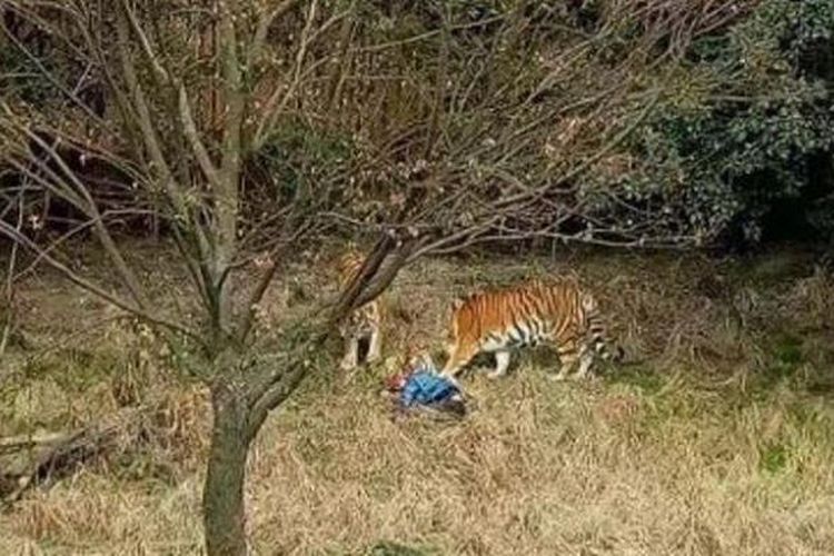Warga Indragiri Hilir Tewas Diterkam Harimau Saat Cari Kayu di Hutan