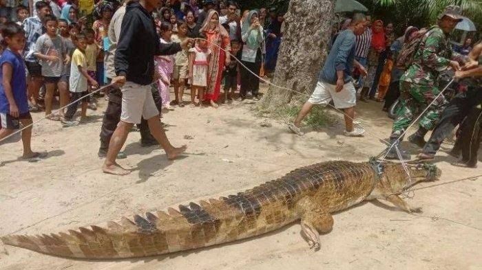 Ibu dan Anak di Labura Nyaris Jadi Santapan Buaya