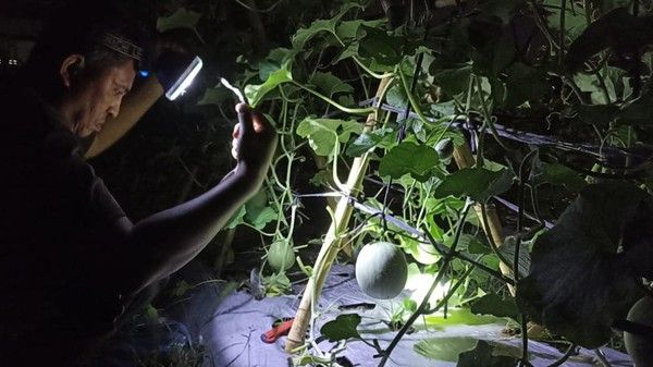 Manfaatkan Waktu Luang, Polisi di Aceh Nyambi Jadi Petani Melon, Raup Rp 20 Juta Sekali Panen