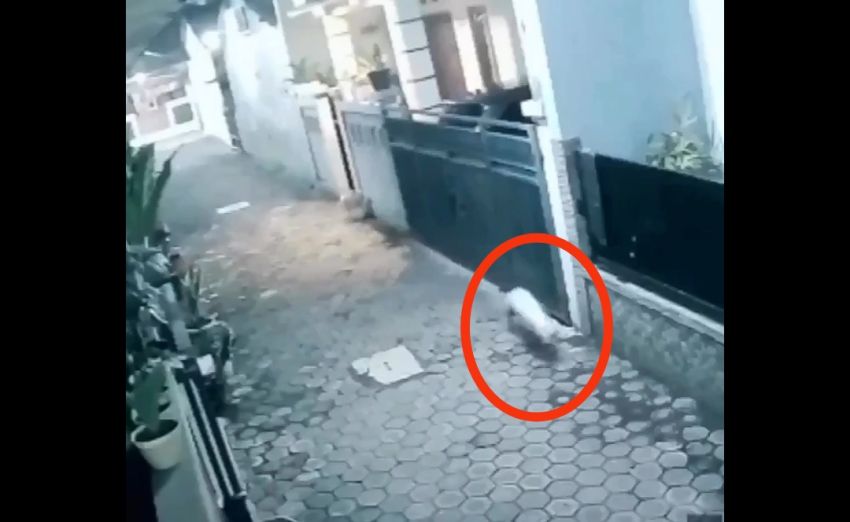 Warga Heboh, Diduga Babi Ngepet Terekam CCTV di Tangsel