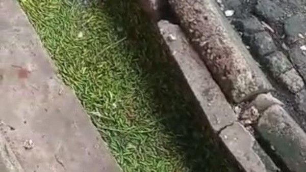 Gegara Harga Murah, Pedagang di Medan Buang Cabai Rawit Setengah Ton ke Parit