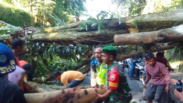 Lalu Lintas Medan-Berastagi Terhenti Akibat Pohon Tumbang