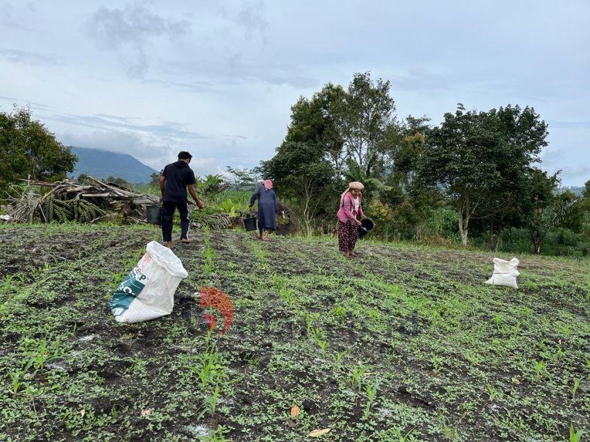 Jagung di Lahan Food Estate Dalam Masa Pemupukan dan Penyemprotan