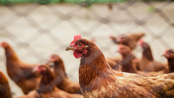 Indonesia Untuk Kali Pertama Ekspor 23.040 Ekor Ayam Hidup