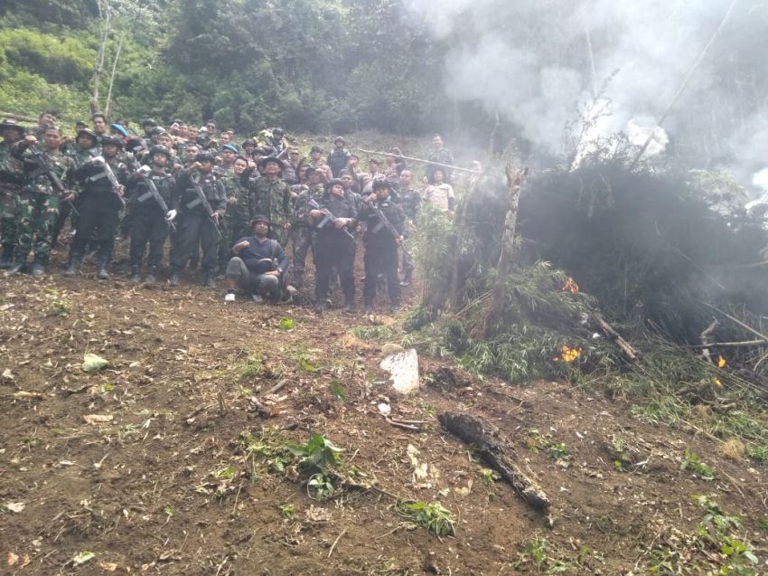 BNN Musnahkan Ladang Ganja di Mandailing Natal