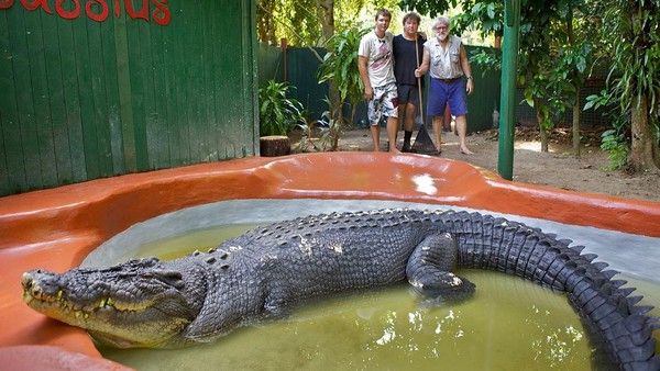 Ini Penampakan Buaya Terbesar Dunia yang Diklaim Berusia 120 Tahun