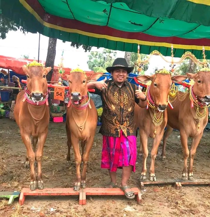 Kontes Sapi Sonok Budaya Lokal Madura Tetap Dilestarikan