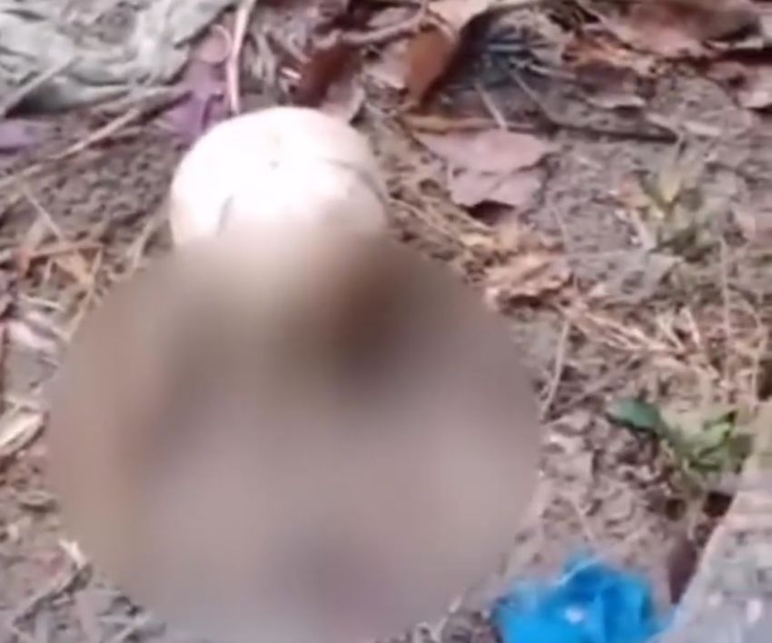 Viral..! Tengkorak Kepala Manusia Ditemukan Warga di Kebun Pinggiran Sungai