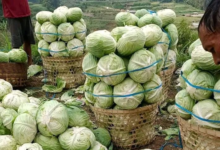 Akibat Panen Raya, Harga Sayuran di Pemalang Merosot Tajam