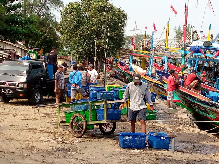 Harga Lelang Ikan di TPI Tanjungsari Murah, Nelayan Pilih Mengirim ke Pabrik Tepung