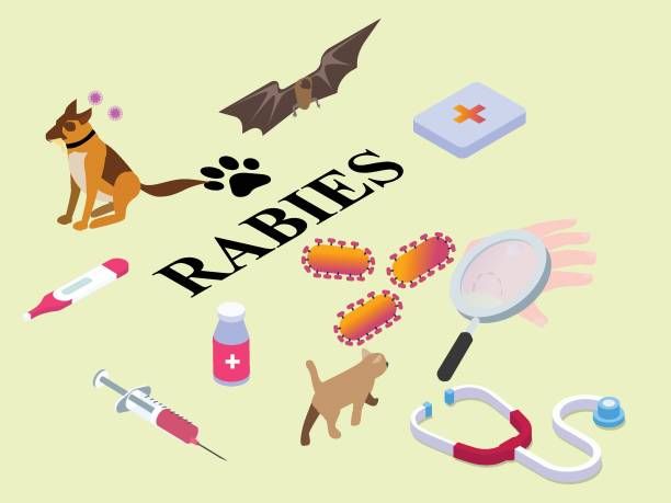 Digigit Anjing, Bocah 11 Tahun Tewas Akibat Rabies di Sidrap