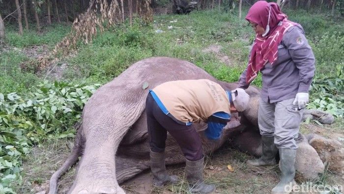 Gajah Jantan Ditemukan Mati di Areal Sawit Riau