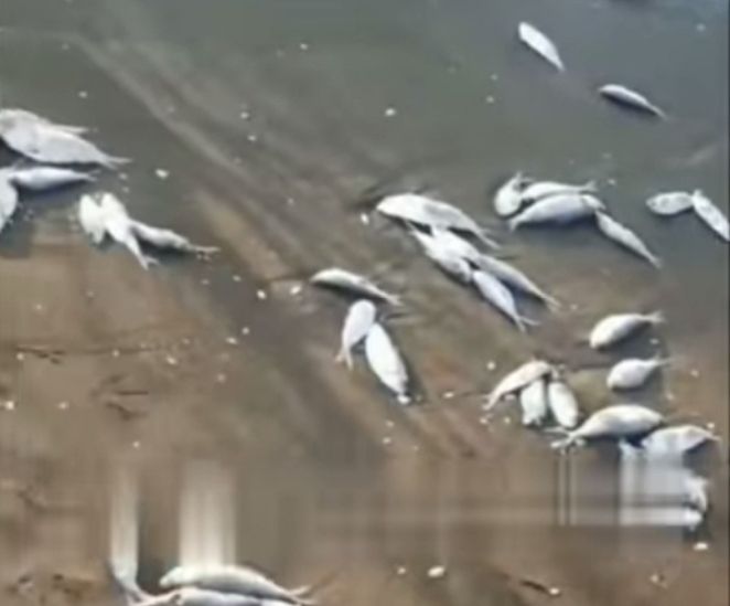 Ribuan Ikan Mati di Pesisir Pantai Wonokerto