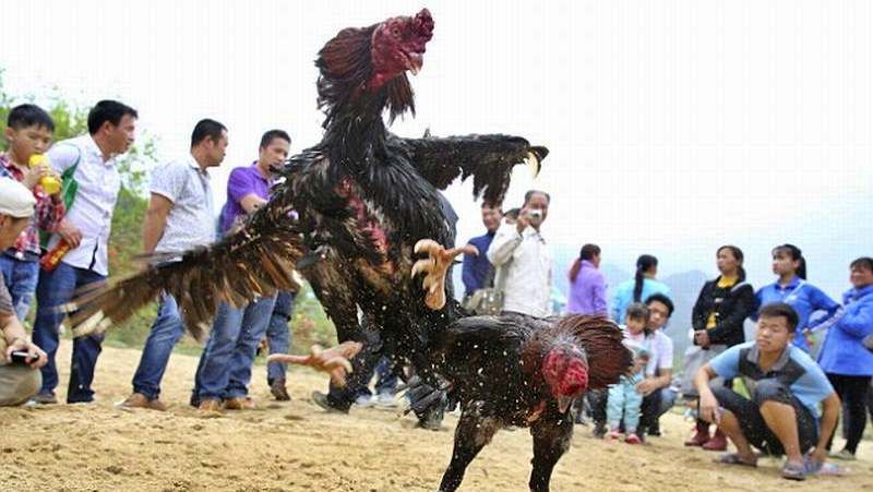 Anggota DPRD dari PDIP Tersangka Judi Sabung Ayam