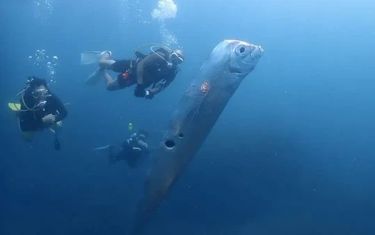 Ikan Raksasa Tubuh Berlubang Dekati Penyelam