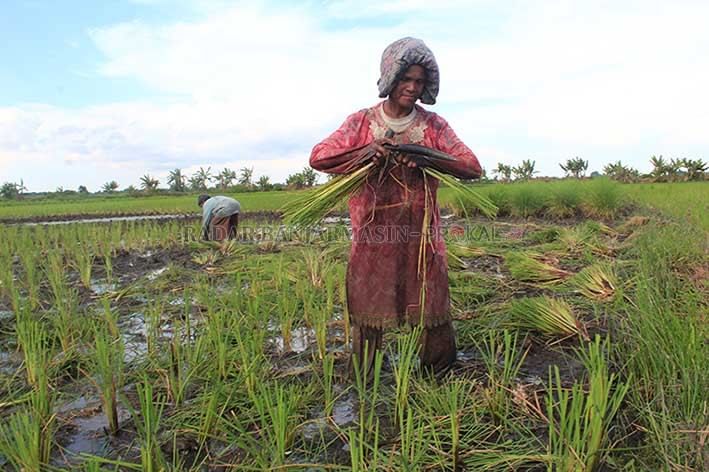 Irigasi Terputus, Petani di Madina Kesulitan Mengairi Sawah