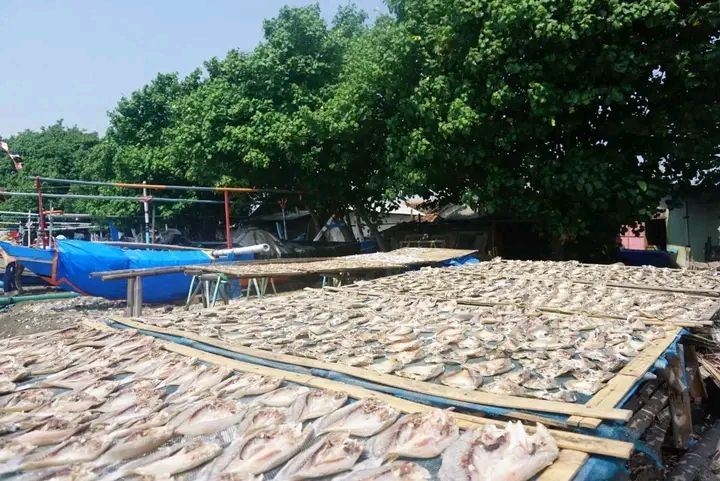 Melongok Tempat Pembuatan Ikan Asin Suradadi