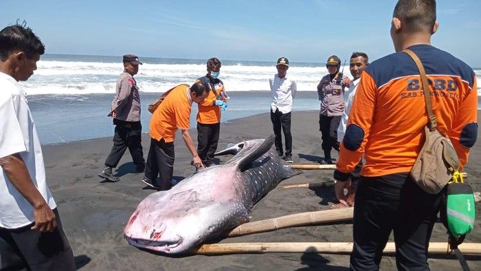 Hiu 5 Meter Mati Terdampar di Pantai Munggangsari Purworejo
