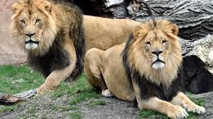 Pekerja Taman Safari Tewas Diserang Singa