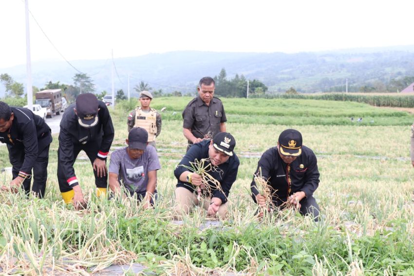 Panen Bawang Merah,Bupati Pakpak Bharat Minta Budidayanya Lebih Ditingkatkan