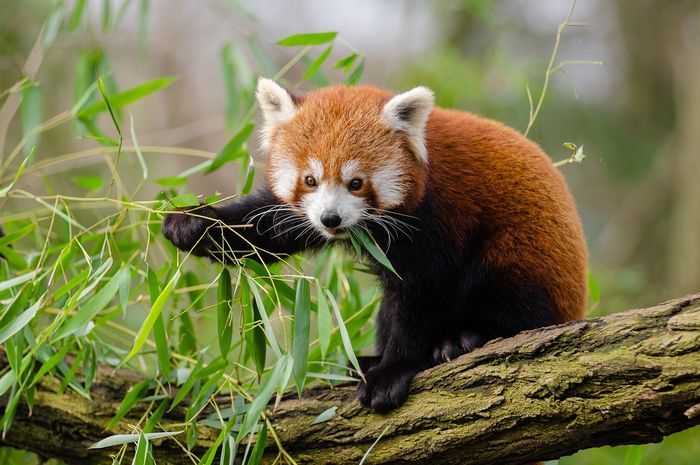 Terancam Punah, TSI Bogor Kawinkan Panda Merah