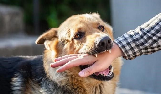 22 Warga di Padang Digigit Anjing Liar Terindikasi Rabies