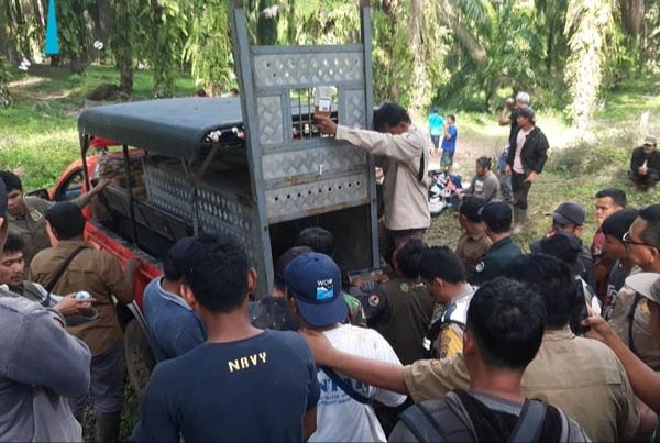 Harimau Sumatera Terjerat Perangkap Babi Hutan di Simalungun