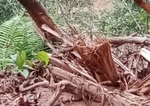 Enam Excavator Tambang Emas Ilegal Rusak 30 Hektare Hutan