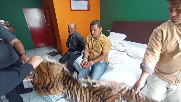 Jual Kulit Harimau dan Sisik Trenggiling, Kakak Beradik di Sidimpuan Ditangkap Polda Sumut