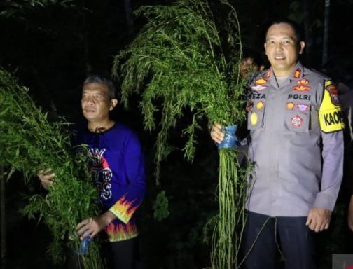 Polres Madina Temukan Lima Hektar Ladang Ganja, 50 Ribu Batang Dimusnahkan