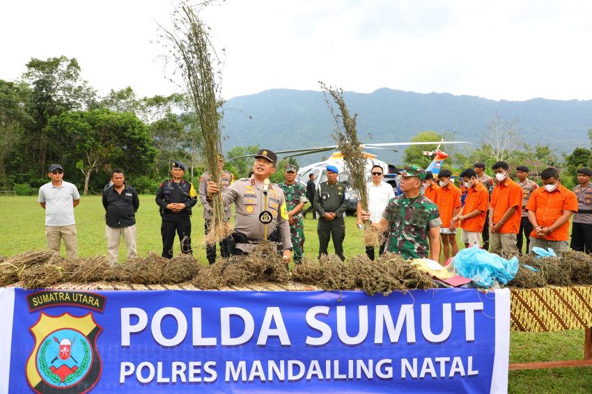 Kapoldasu dan Pangdam I/BB Turun ke Ladang Ganja Terluas di Pulau Sumut