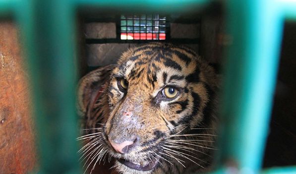 Pemuda di Samarinda Tewas Mengenaskan di Kandang Harimau Peliharaan Majikan