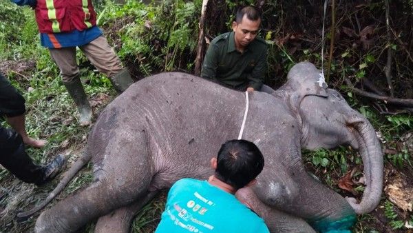 Anak Gajah di Riau Mati Gegara Terjerat, Kaki Kondisi Putus