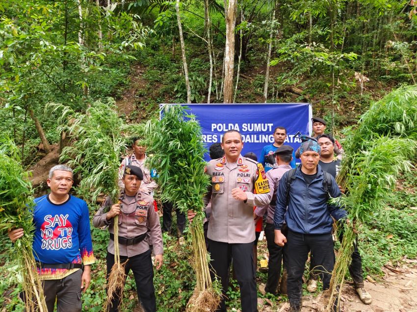 15.000 Batang Ganja di Tor Sihite Dimusnahkan, Kapolres Pimpin Langsung Kegiatan