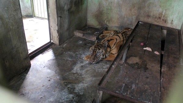 Komisi III DPRD Sebut Kinerja PUD Pembangunan Medan Buruk, Medan Zoo Merana