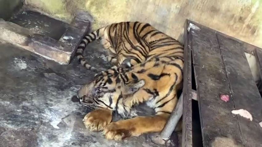 Harimau Benggala di Medan Zoo Mati