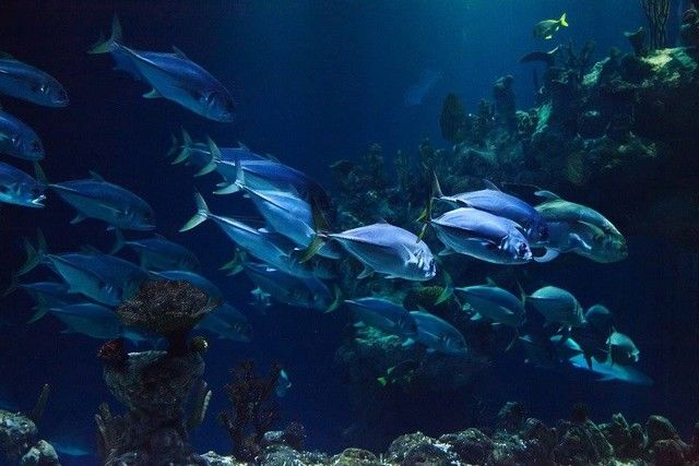 Apa yang Terjadi Jika Semua Ikan di Lautan Hilang, Ini Penjelasannya