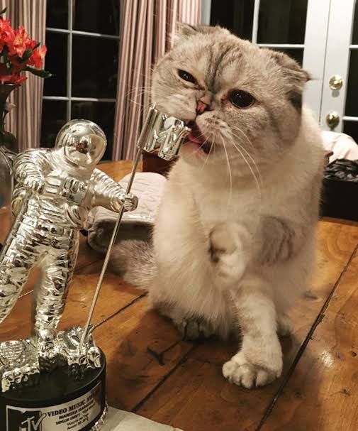 Perkenalkan Olivia Benson, Kucing Taylor Swift Binatang Terkaya Ketiga di Dunia