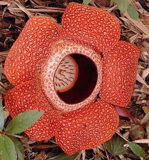 Pesona Bunga Rafflesia, Tanaman Langka di Indonesia