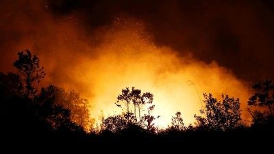 46 Orang Tewas dalam Peristiwa Kebakaran Hutan di Chile