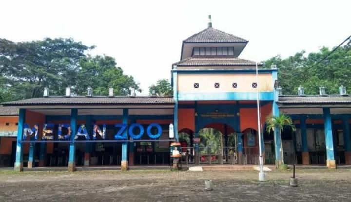 Gawat! Sudah 5 Harimau Sumatra Mati di Medan Zoo, Terakhir Bintang Sorik Berumur 13 Tahun